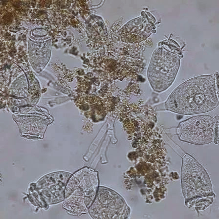 微生物图片.jpg